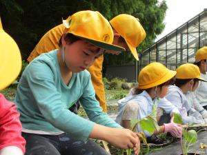 さつまいもの苗を植えたよ！