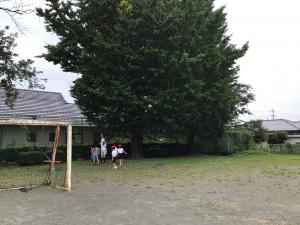 「ぎんなん活動」始動