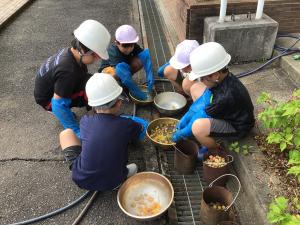 ぎんなん活動レポート