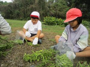 edamame1