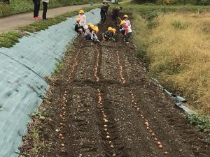 チューリップの球根を植えました！
