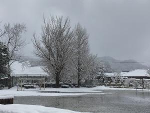 雪とイチョウの木