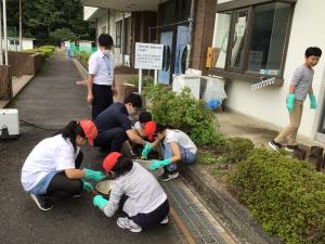銀杏活動スタート
