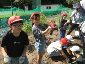 芋ほり（1，2年生）