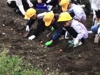 チューリップの球根を植えました！