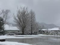 雪とイチョウの木